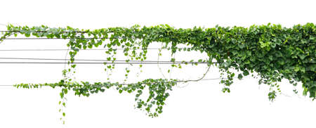 ivy plant hanging on electric wire isolate on white backgroundの写真素材