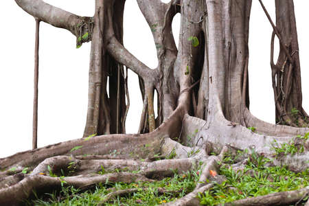 root and tree trunks isolate on white background