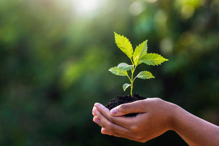 hand holding young plant with sunlight on green nature background. concept eco earth dayの写真素材