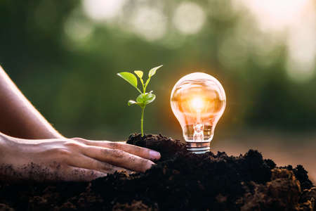 energy concept. eco power. lightbulb with small tree growing on soilの写真素材