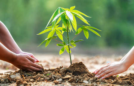 children helping planting tree in garden for save world. eco environment conceptの写真素材