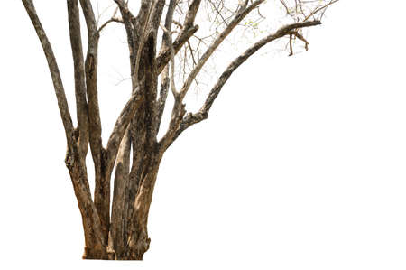 tree dry isolate on white backgroundの写真素材