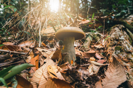 mushroom in nature on leaf under big tree