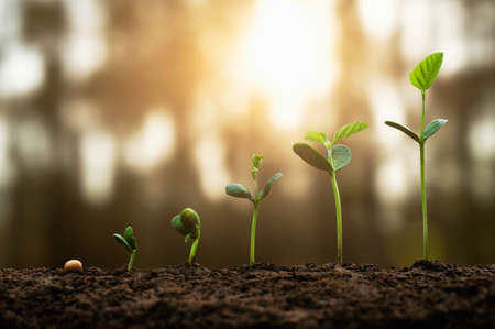 soybean growth in farm with green leaf background. agriculture plant seeding growing step concept