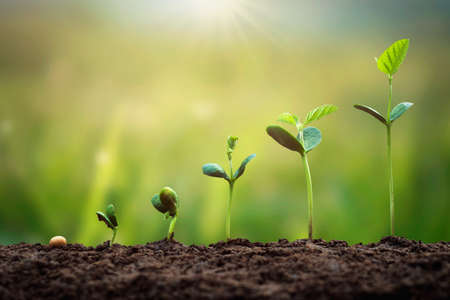 soybean growth in farm with green leaf background. agriculture plant seeding growing step conceptの写真素材