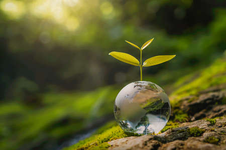glass globe ball with tree growing and green nature blur background. eco earth day conceptの写真素材