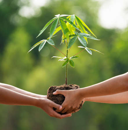 close up hand  children helping planting tree in nature for save earth. environment eco conceptの写真素材