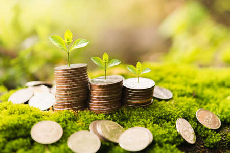 saving money concept. coins stack with small tree growing. concept finance and accountingの写真素材