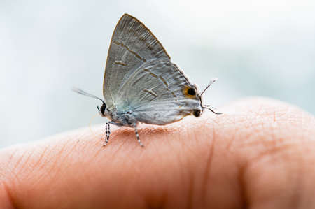 butterfly on finger woman in natureの写真素材