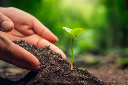 hand planting sprout in soil with sunsetの写真素材