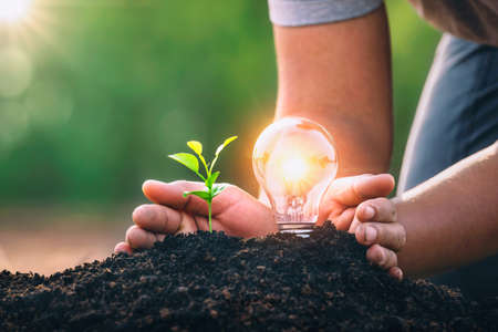 energy concept. eco power. hand protection lightbulb with small tree growing on soilの写真素材