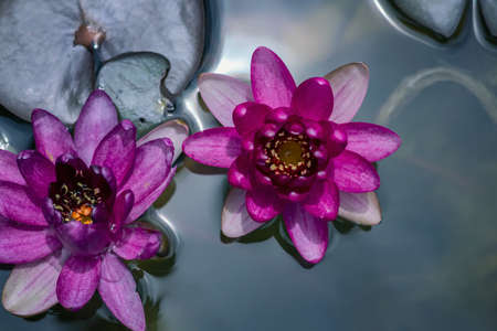 beautiful pink lotus in pondの写真素材