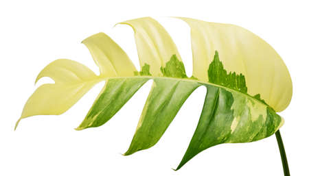 leaf isolate on white backgroundの写真素材
