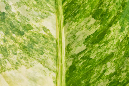 green leaf texture background in natureの写真素材