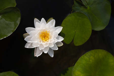 beautiful pink lotus in pondの写真素材