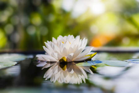 beautiful pink lotus in pondの写真素材