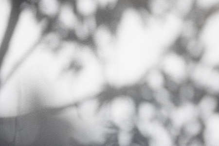 shadow of leaves on the white wall. for overlay effect photo concept