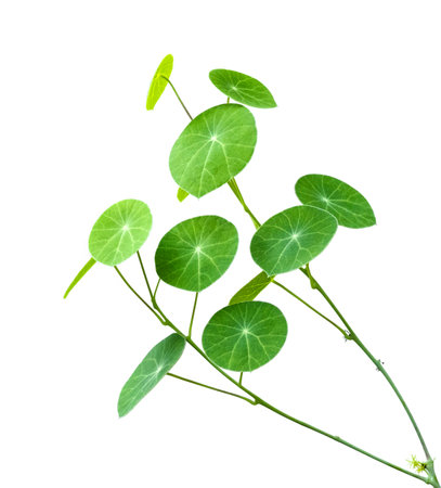 Stephania erecta leaf isolated on white backgroundの写真素材
