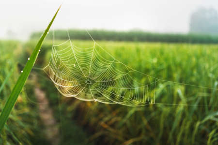 spider web on green leaf in meadowの写真素材