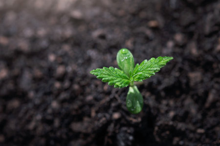 closeup small cannabis tree from seed growth step in gardenの写真素材