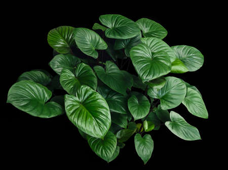 leaf of homalomena rubescens on black backgroundの写真素材