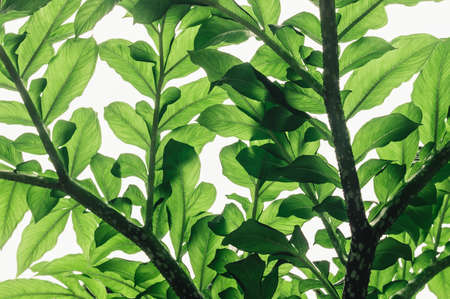 closeup green leaf on white backgrounsの写真素材