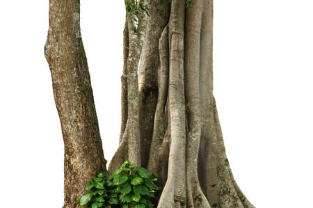 tree trunk isolate on white backgroundの写真素材