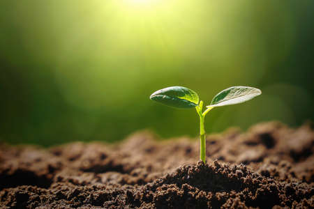 panorama small tree growing with sunrise. green world and earth day conceptの写真素材