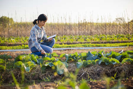 asian woman use tablet to check vegetable growing information in the gardenの写真素材