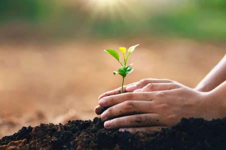 hand planting in garden. earth day conceptの写真素材