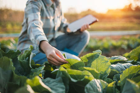 asian woman use tablet to check vegetable growing information in the gardenの写真素材