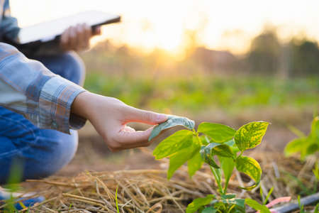 hand holding sapling bean in farm with sunset. concept agricultureの写真素材