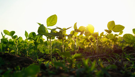 Agricultural soy plantation on  field with sunset backgroundの写真素材