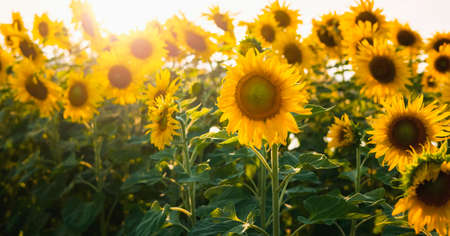 sun flower with sunshine in gardrenの写真素材