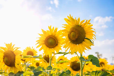 sun flower with sunshine in gardrenの写真素材