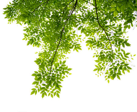 green leaf isolate on white backgroundの写真素材