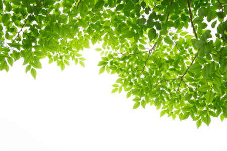 green leaf isolate on white backgroundの写真素材