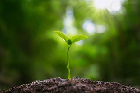 small plant growing in morning light at garden. concept earth dayの写真素材