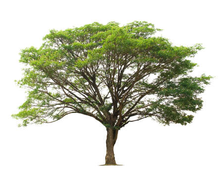 big tree isolate on white backgroundの写真素材
