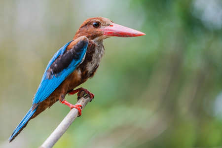 close up common kingfisher in natureの写真素材