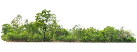 group green tree isolate on white backgroundの写真素材