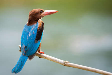 close up common kingfisher in natureの写真素材