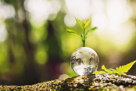 plant growth on globe glass in nature. concept eco earth dayの写真素材