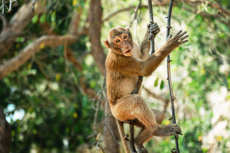 monkey sitting on branch in forestの写真素材