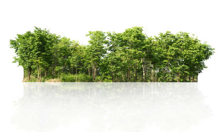 group green tree isolate on white backgroundの写真素材