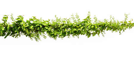 ivy plant isolate on white backgroundの写真素材