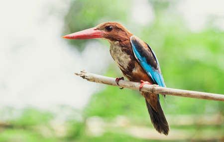 close up common kingfisher in natureの写真素材