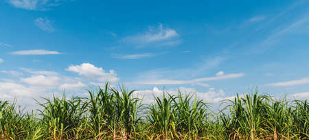 sugar cane with blue sky backgroundの写真素材
