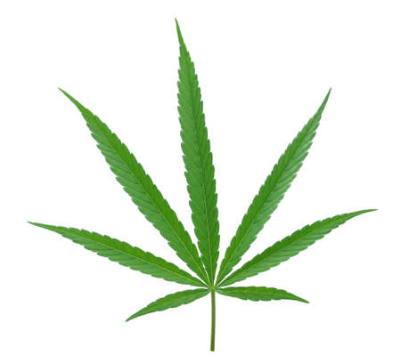 cannabis leaf isolated on white backgroundの写真素材