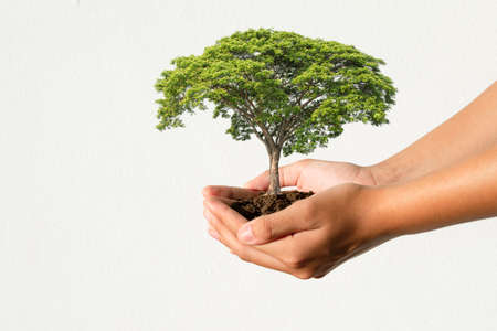 hand holding tree growing on white wall backgroundの写真素材